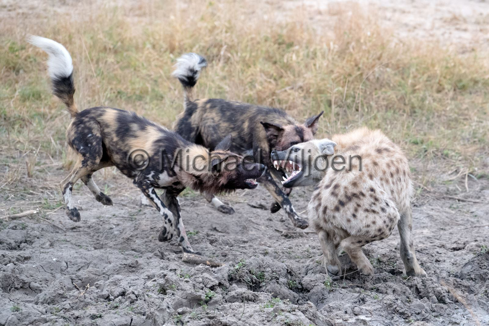 Mammals Photography